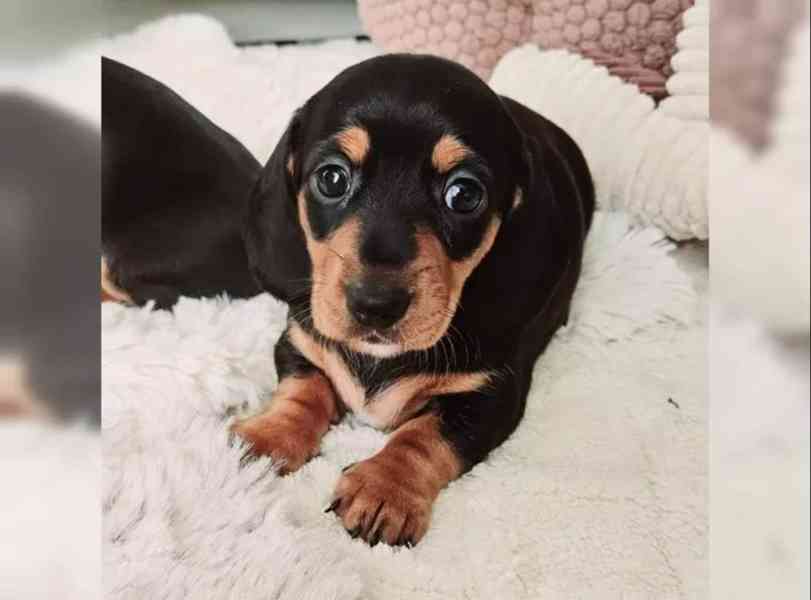 Jezevčík hladkosrstý trpasličí - foto 2