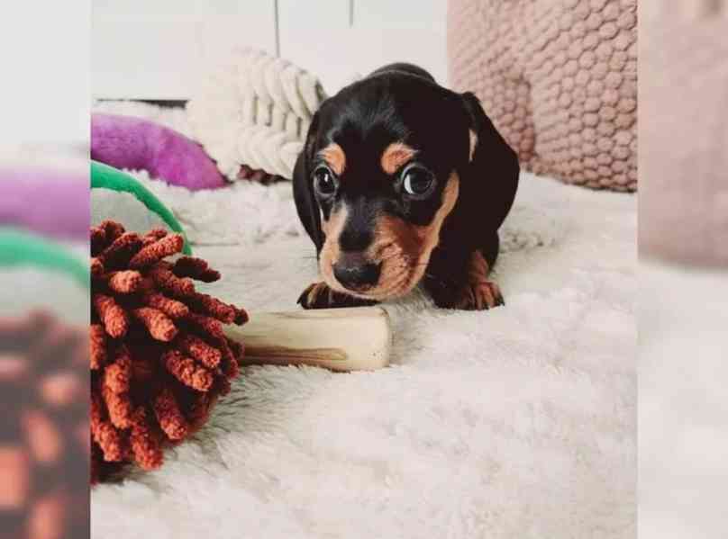 Jezevčík hladkosrstý trpasličí - foto 3