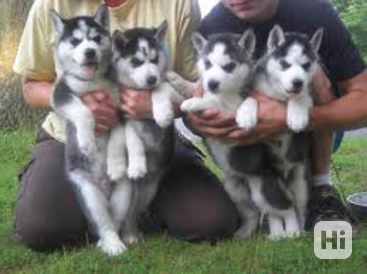 štěňata sibiřského huskyho k adopci - foto 1