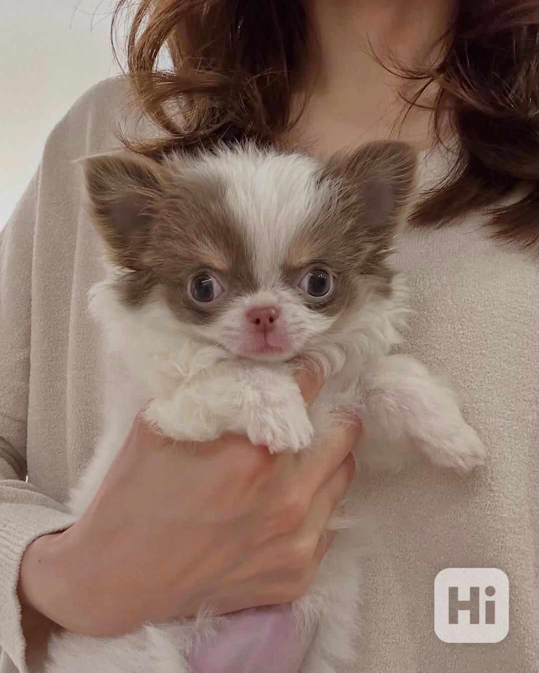 Štěně čivavy k adopci - foto 1