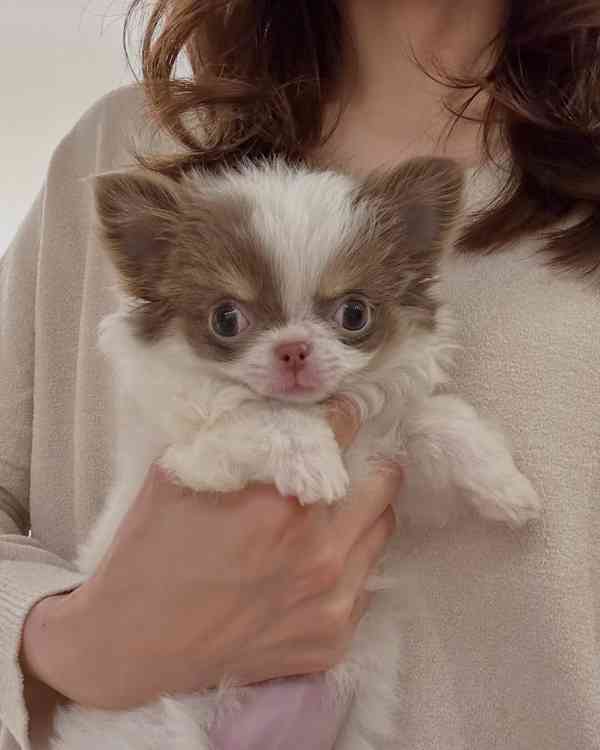 Štěně čivavy k adopci - foto 1