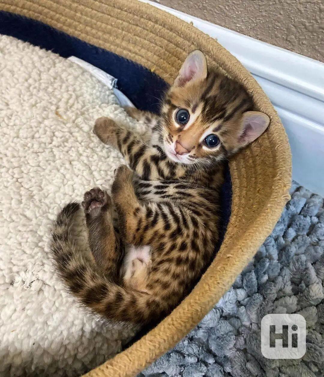 Zdarma Bengálsko a krásná koťata k adopci zdarma - foto 1