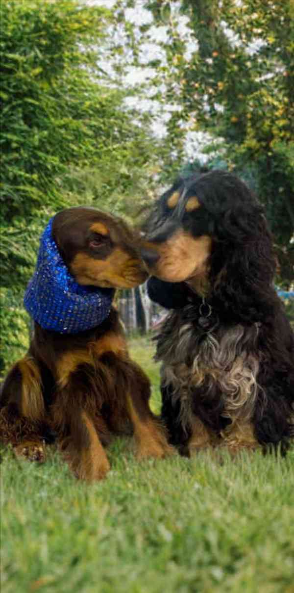 Zbývá 1 pejsek a 3 holky z výstavních kokršpanělů - foto 5