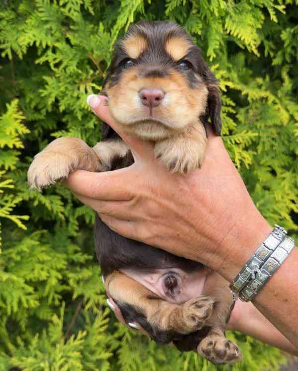 Zbývá 1 pejsek a 3 holky z výstavních kokršpanělů