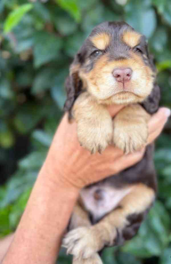 Zbývá 1 pejsek a 3 holky z výstavních kokršpanělů - foto 4