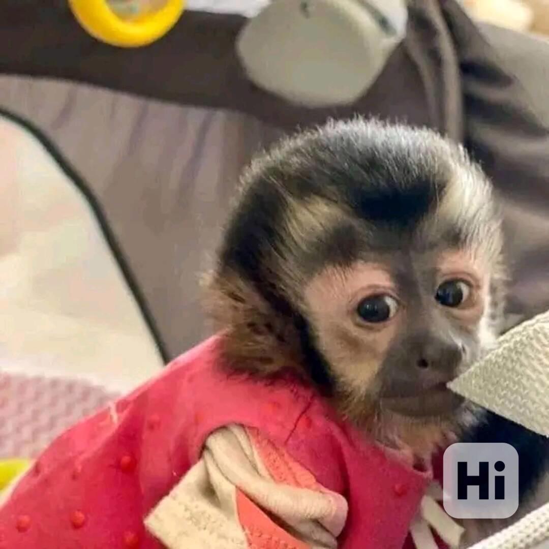  Nádherná rozkošná kapucínská opice k adopci - foto 1