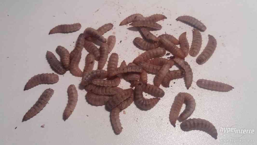 Živé larvy BSF bohaté na vápník !!! - foto 2