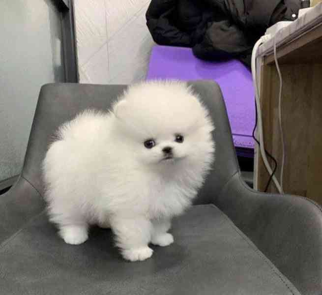 Štěňata pomeraniana hledají domov. - foto 1