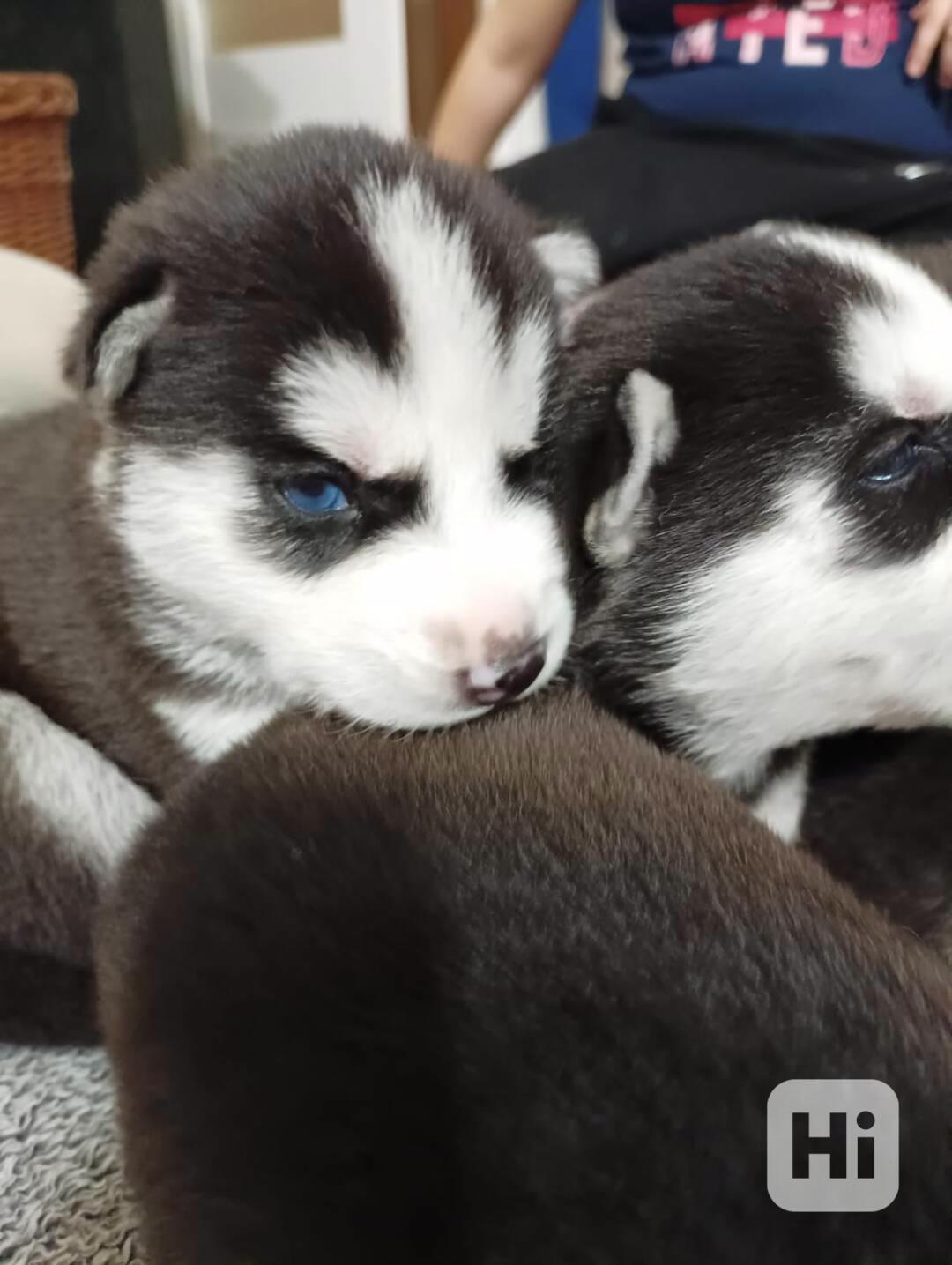 Stenatka huskyho - foto 1