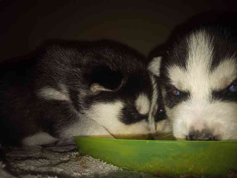 Stenatka huskyho - foto 3