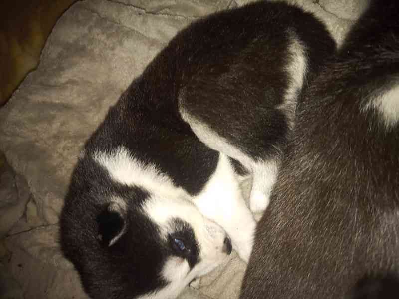 Stenatka huskyho - foto 4
