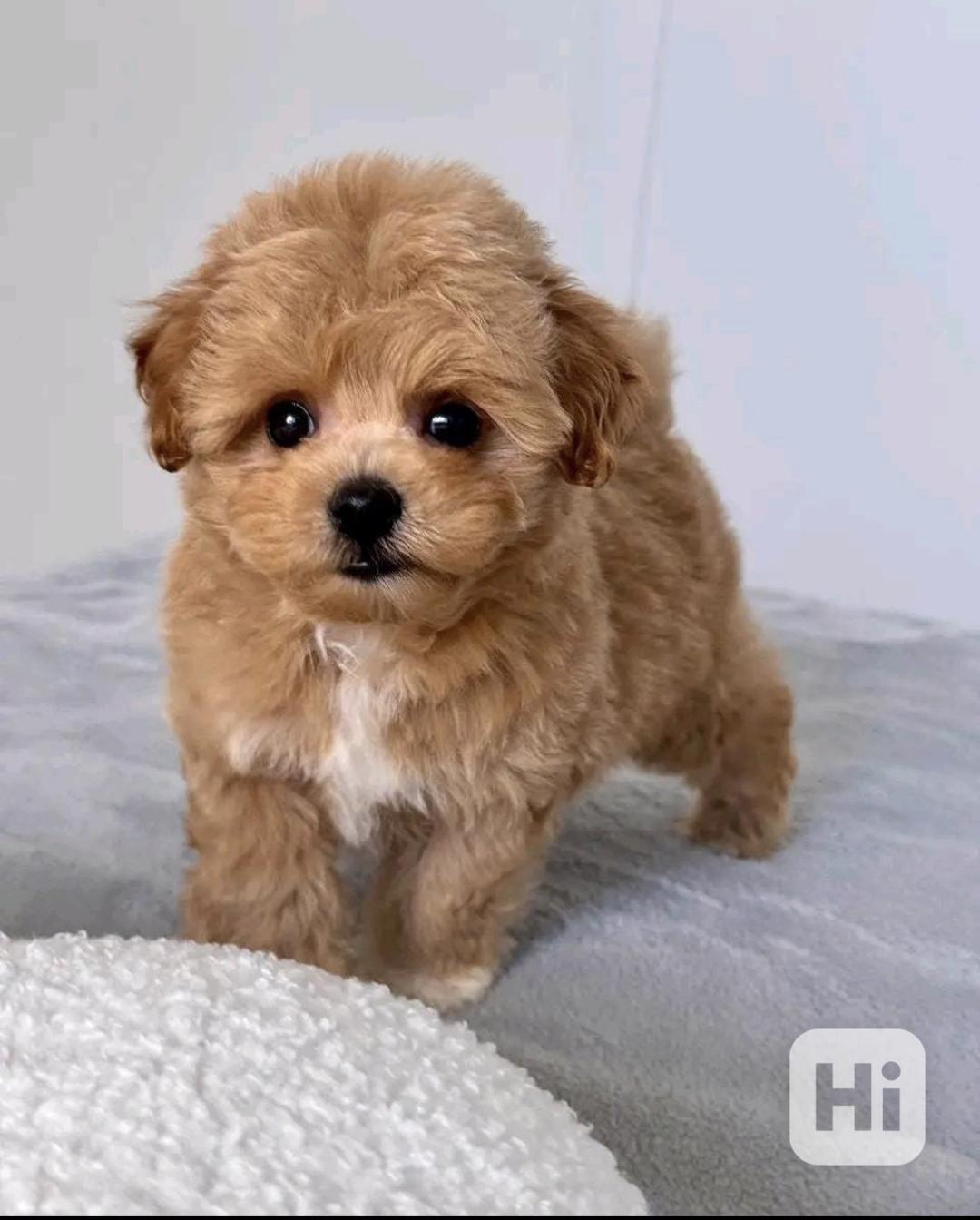 Štěňata maltipoo potřebují domov. - foto 1