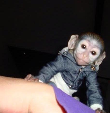  Samec a samice mláďat kapucínských opice - foto 1