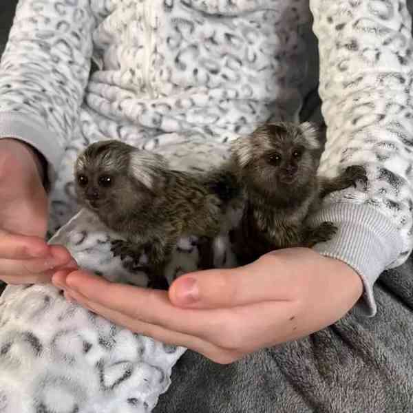 🐒 Kosmani k dispozici - foto 1