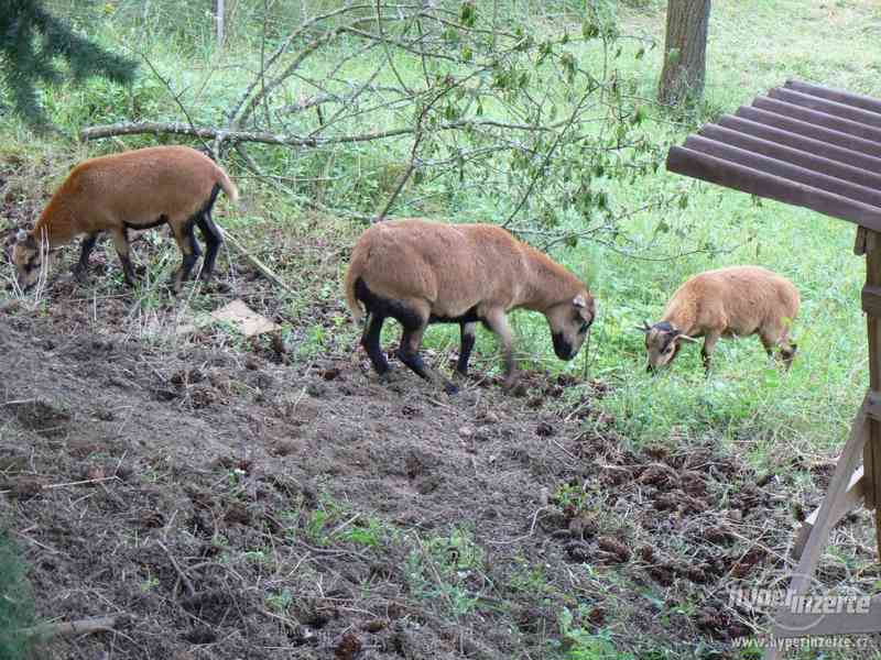 Kamerunská ovečka - foto 2
