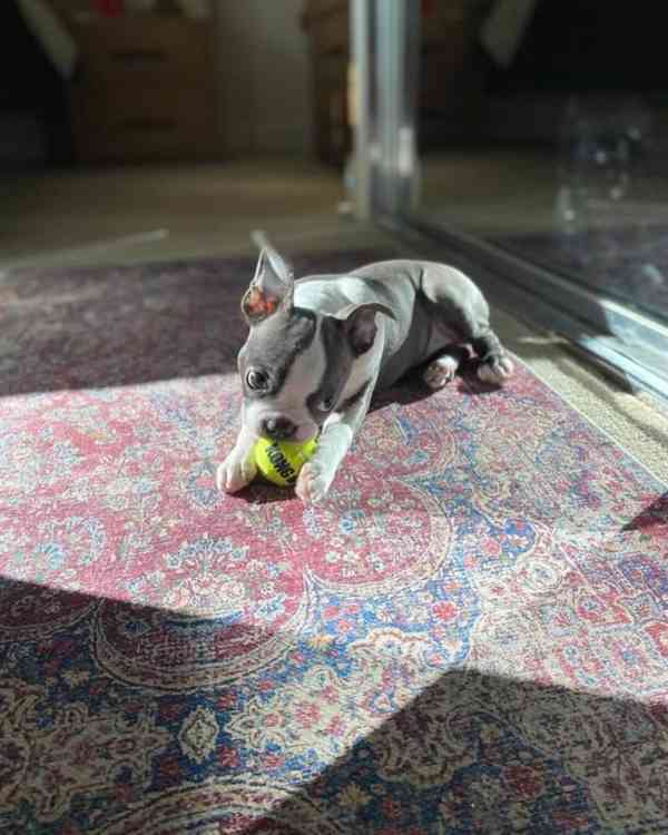 Der elegante „American Gentleman“-Welpe! - foto 4