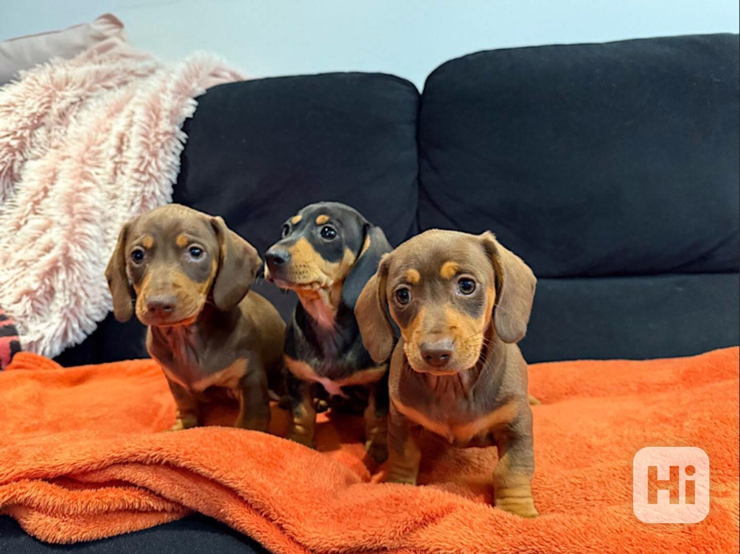 Čistokrevní miniaturní jezevčíci připraveni! - foto 1