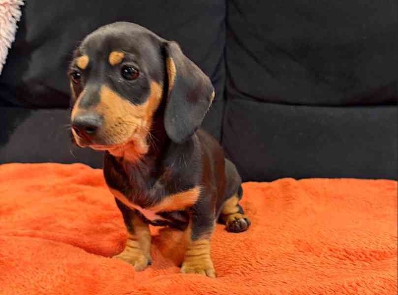 Čistokrevní miniaturní jezevčíci připraveni! - foto 2