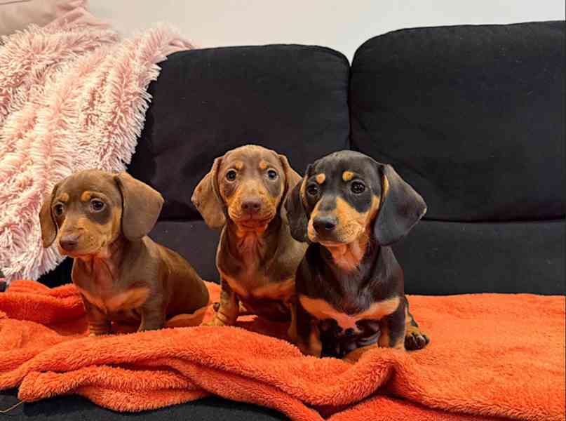 Čistokrevní miniaturní jezevčíci připraveni! - foto 4