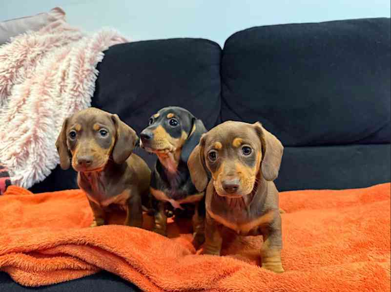 Čistokrevní miniaturní jezevčíci připraveni! - foto 1