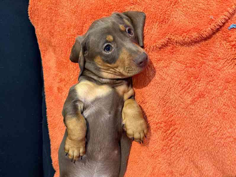 Čistokrevní miniaturní jezevčíci připraveni! - foto 6