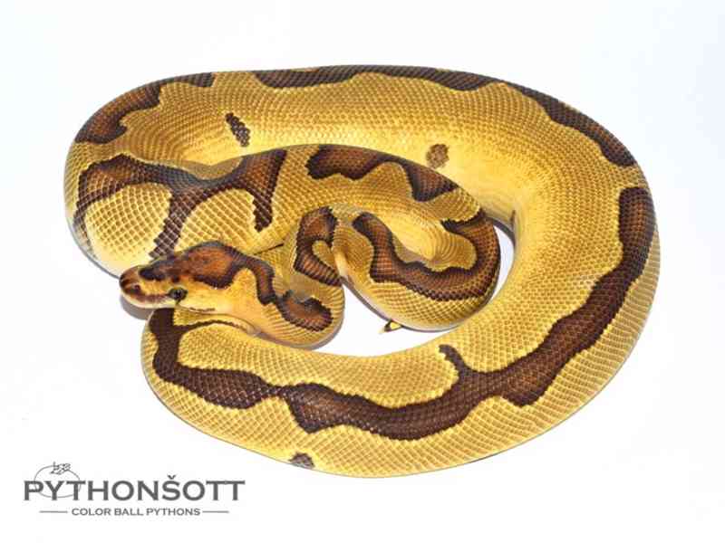 KRAJTA KRÁLOVSKÁ - Python regius - bazar - Hyperinzerce.cz