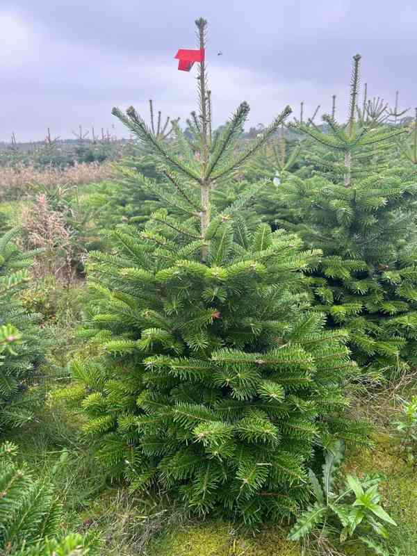 JEDLE KAVKASKÁ!!! VELKOOBCHOD!!! 200 - 280 cm! Vánoční strom - foto 2