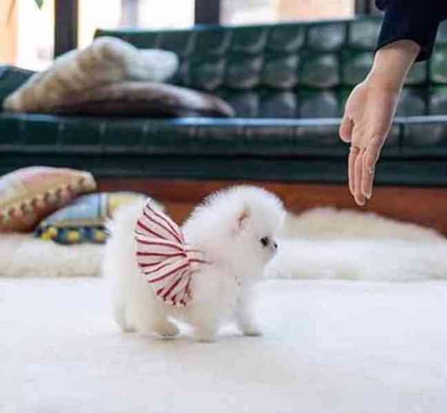 ŠTĚŇATA MINI POMERANŮ. - foto 1