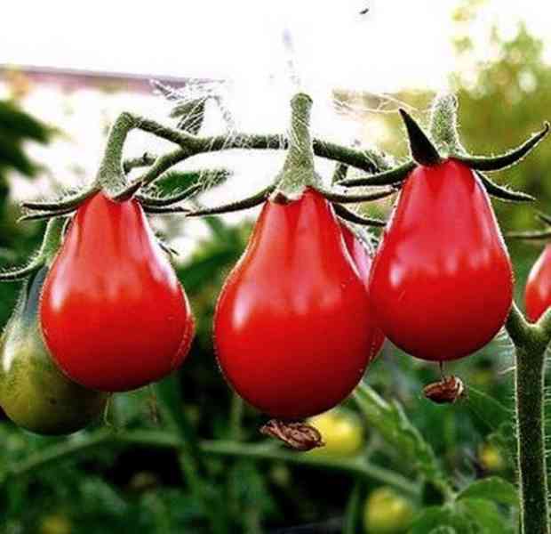 semena rajče Radana - Červená hruška