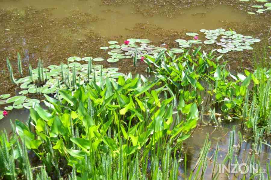 vodní rostliny  bahenní rostliny - foto 18