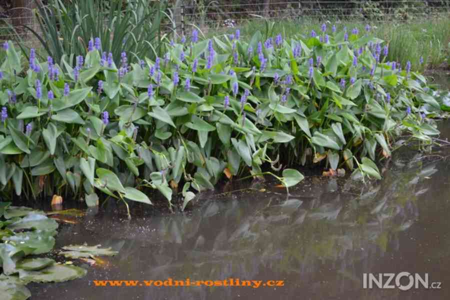 vodní rostliny  bahenní rostliny - foto 13