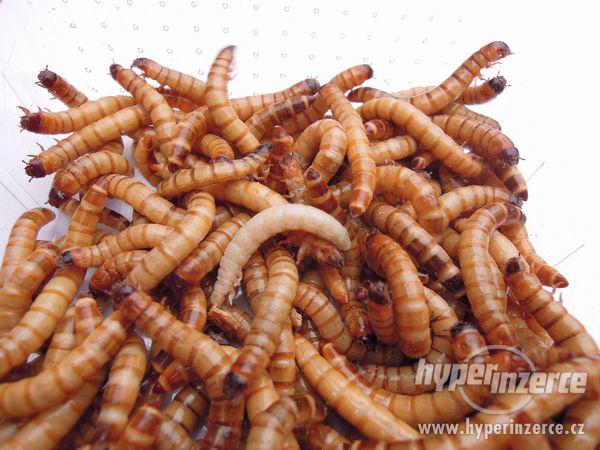 Nabízíme levný a kvalitní krmný hmyz - foto 5