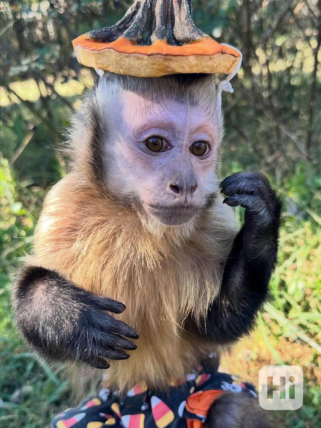  Roztomilá bílá tvář kapucínky - foto 1