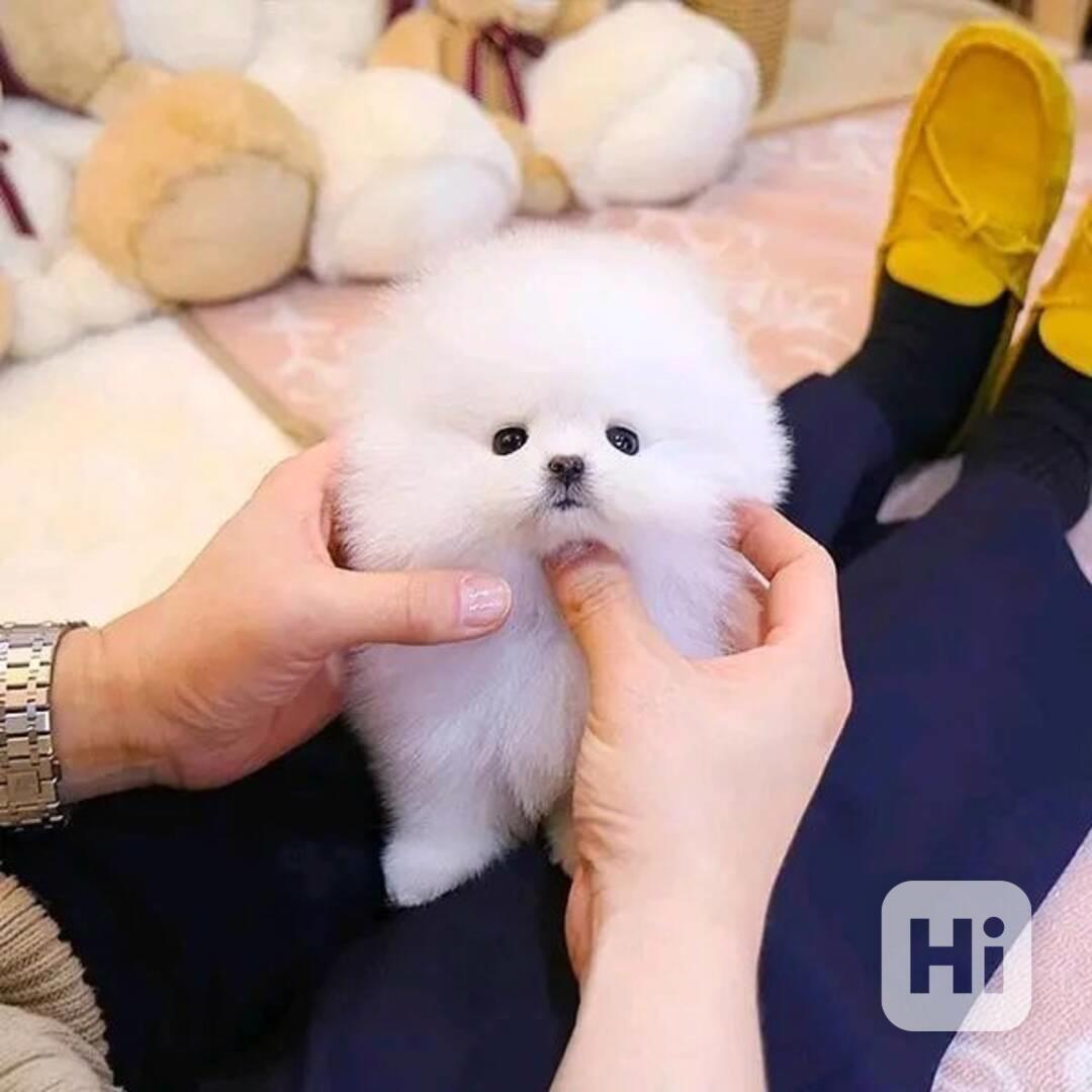 Rozkošný 12týdenní pomeranian pejsek a fena - foto 1