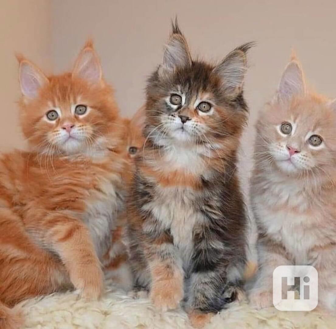 Nádherné Kotě Mainské mývalí kočky - foto 1
