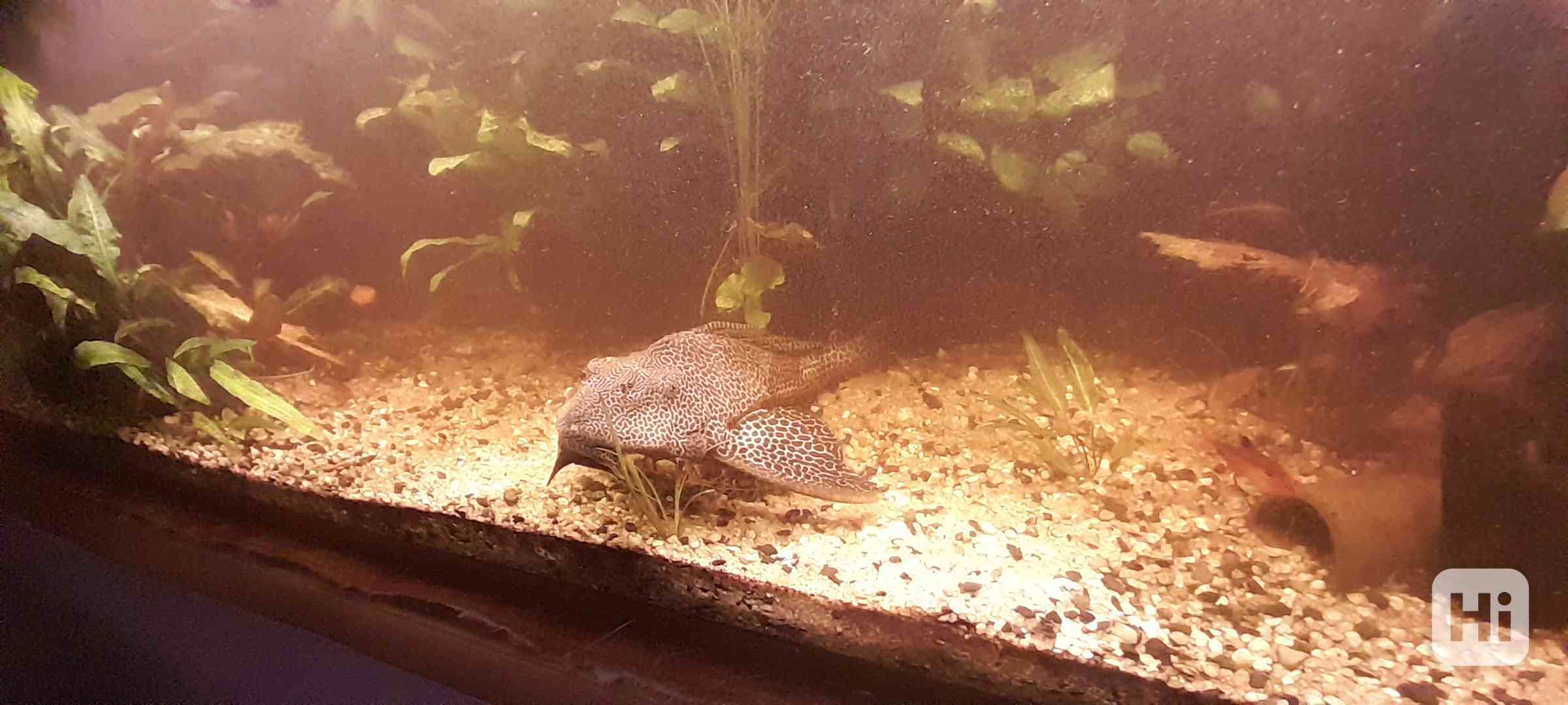 2x Gibiceps cca 35 cm - foto 1