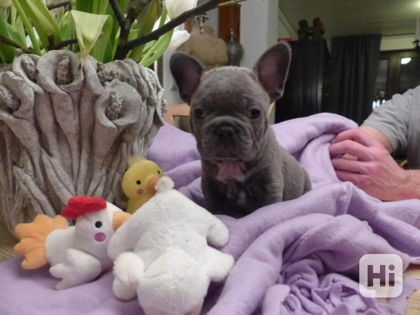 Roztomilá a milá štěňata francouzského buldočka k adopci - foto 1