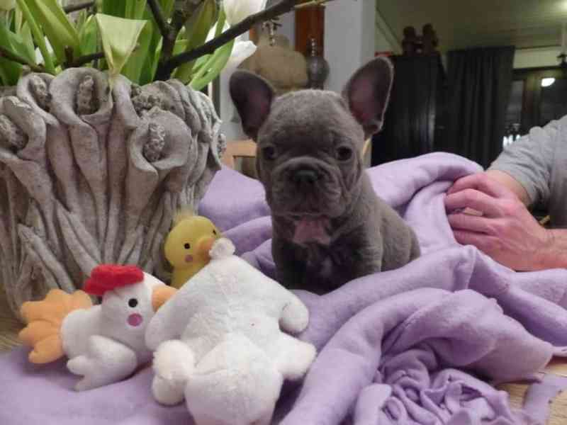 Roztomilá a milá štěňata francouzského buldočka k adopci - foto 1