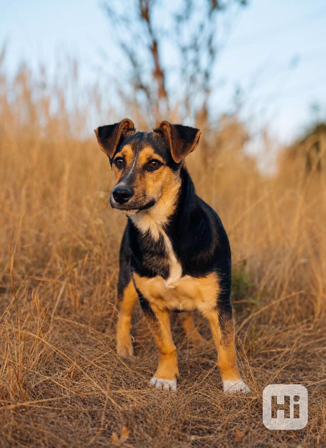 BOBO - 12 kg, kastrovaný psík 1,5 roku  - foto 1