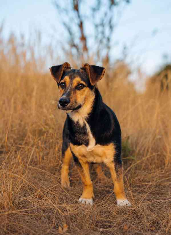 BOBO - 12 kg, kastrovaný psík 1,5 roku  - foto 1