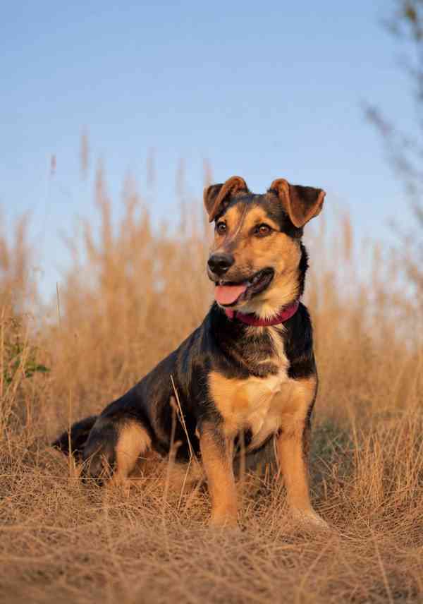BOBO - 12 kg, kastrovaný psík 1,5 roku  - foto 2