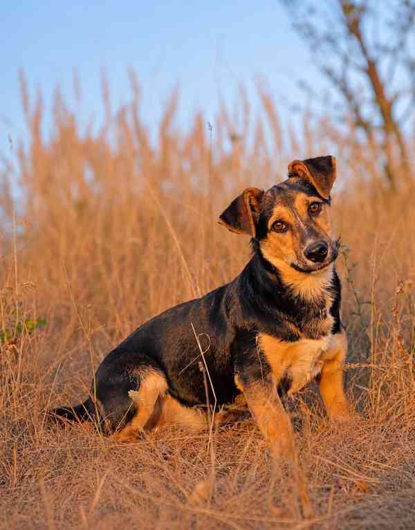 BOBO - 12 kg, kastrovaný psík 1,5 roku  - foto 3