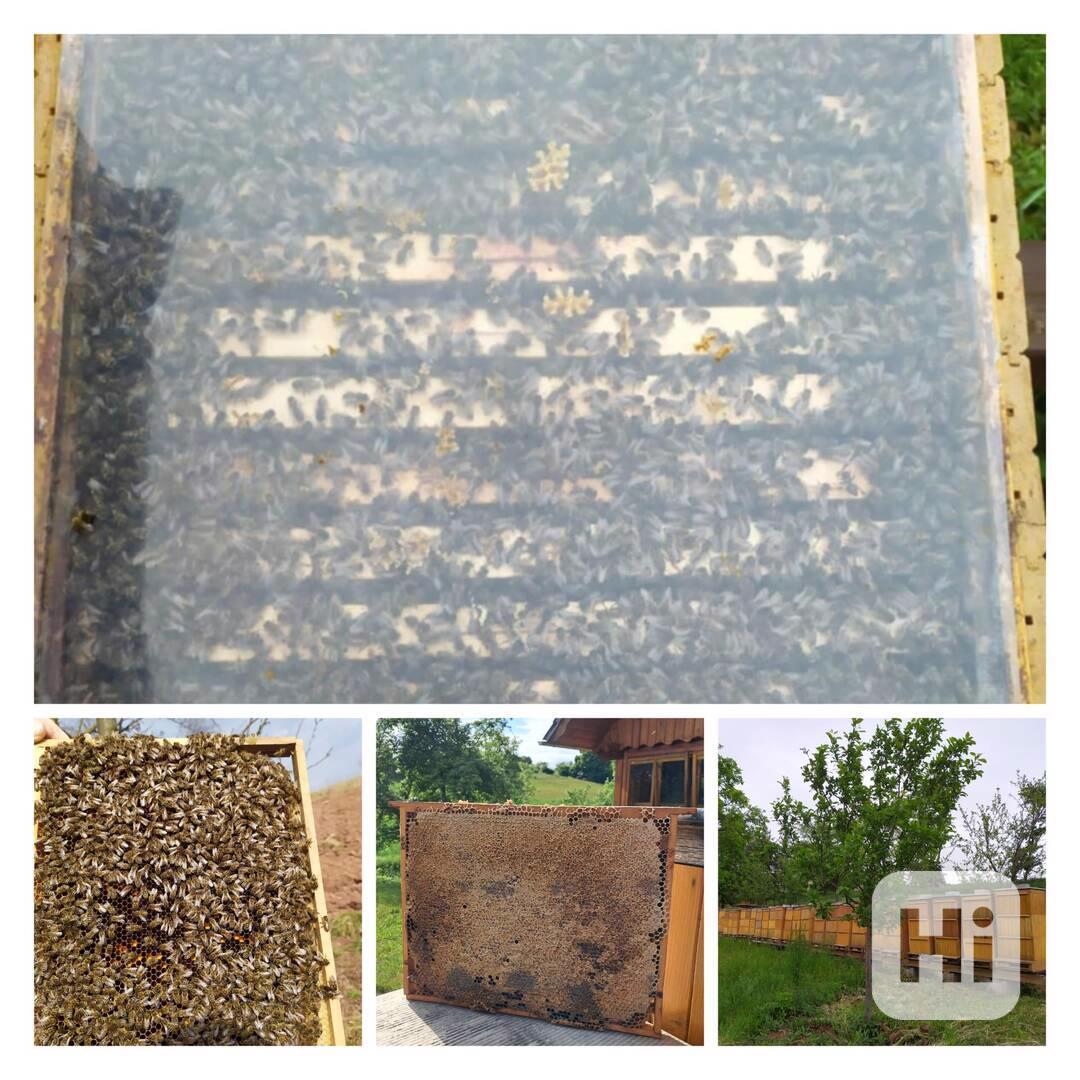 Prodám vyzimovaná včelstva - foto 1