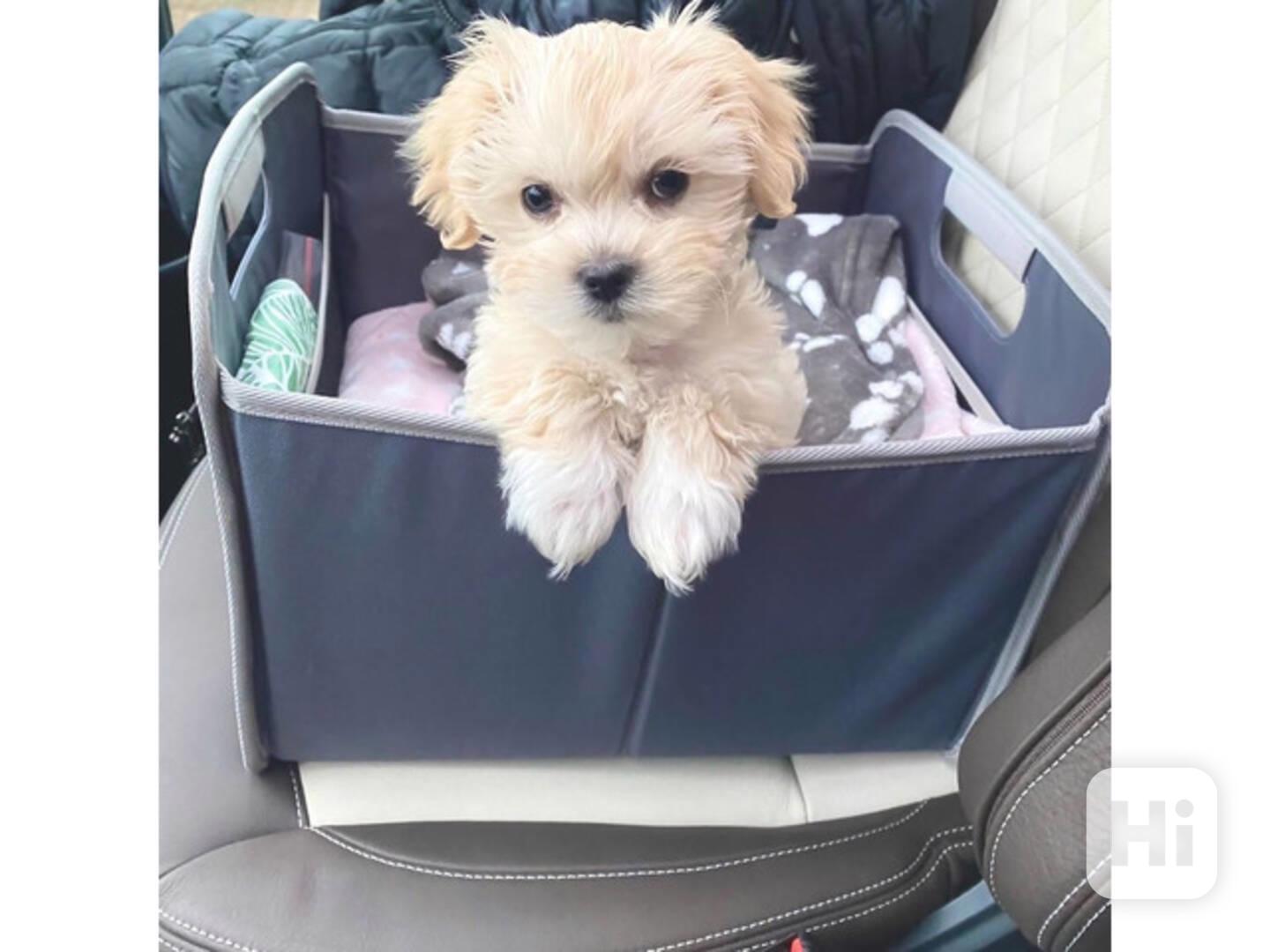 Sladká štěňata maltipoo z domácího chovu - foto 1
