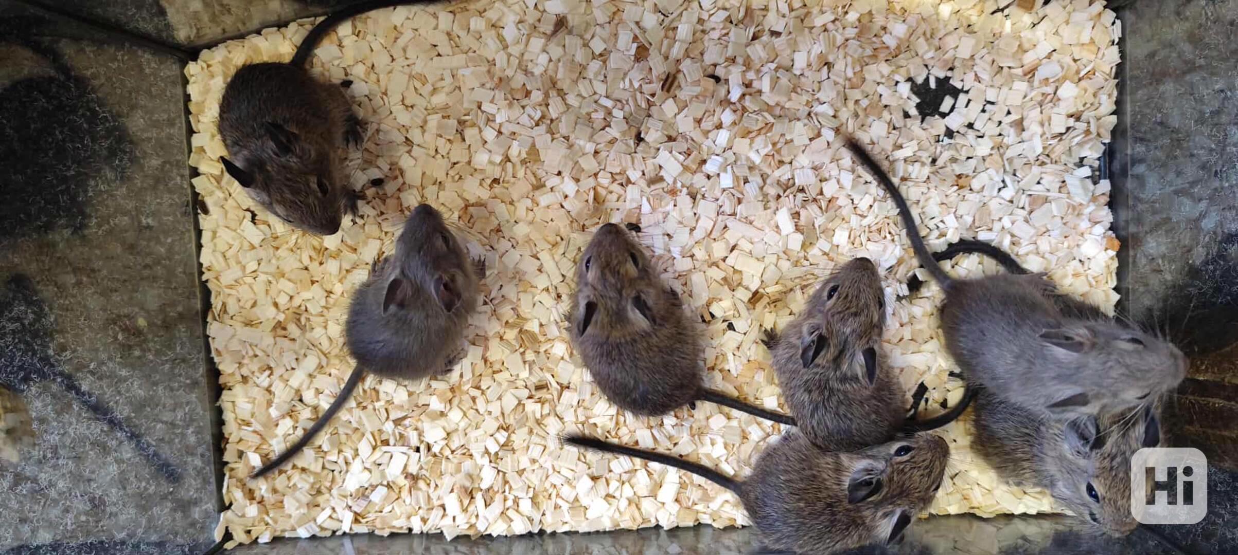 Mláďata osmáka degu - foto 1