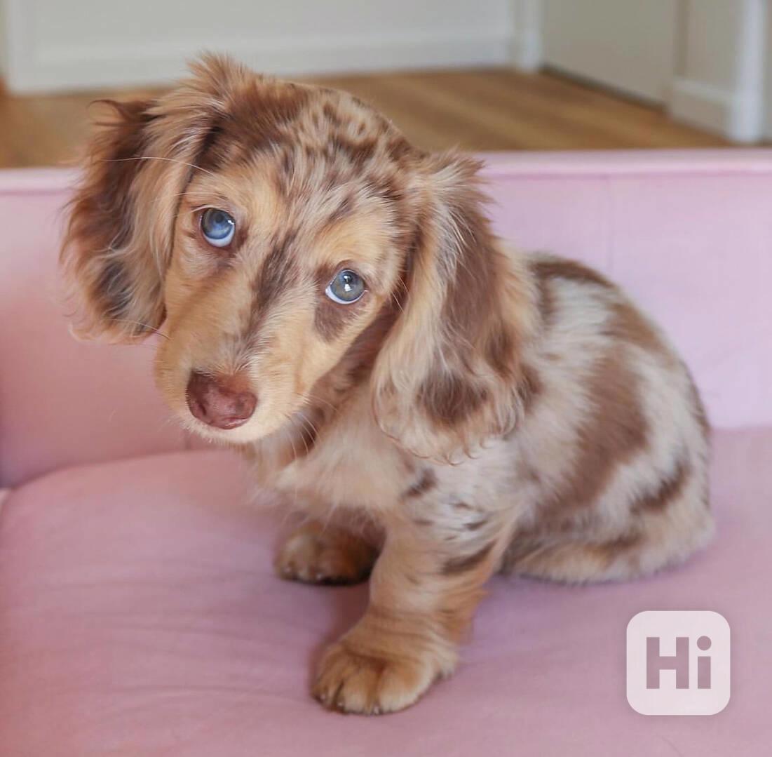 Dachshund - foto 1