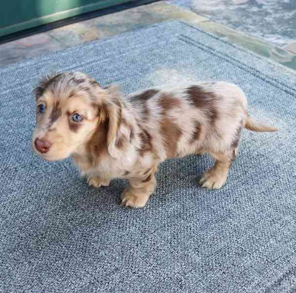Dachshund - foto 2