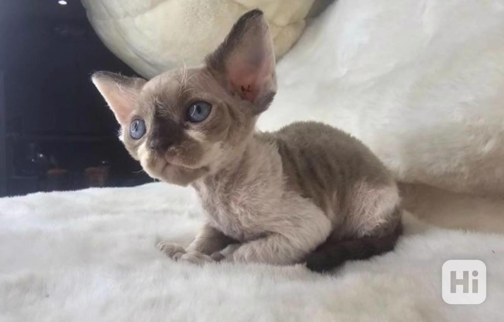 Koťátka Devon Rex - foto 1