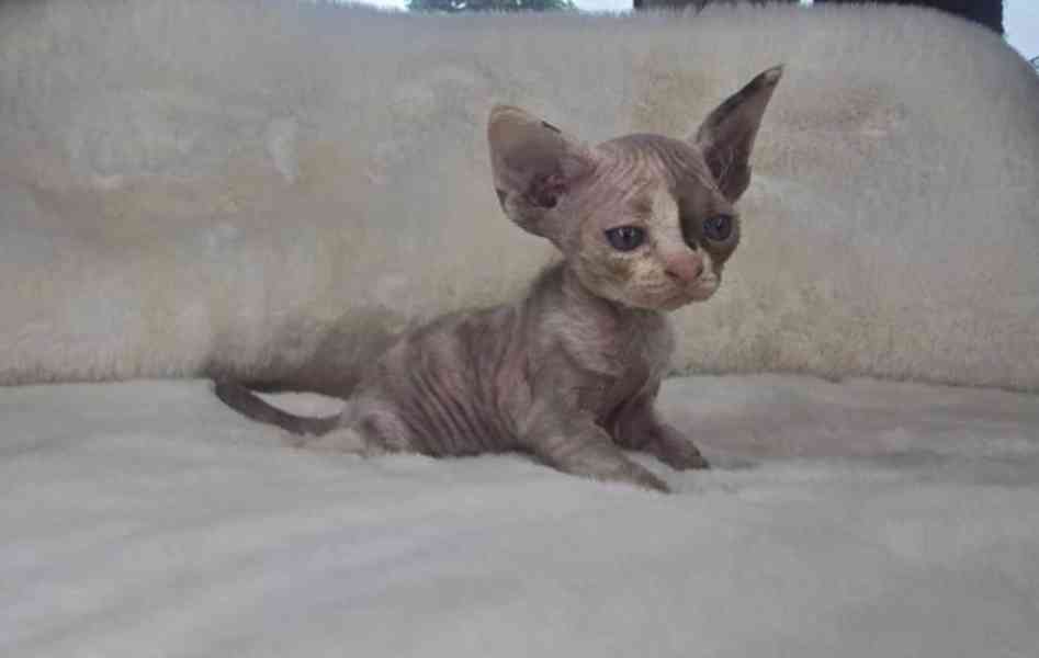 Koťátka Devon Rex - foto 3