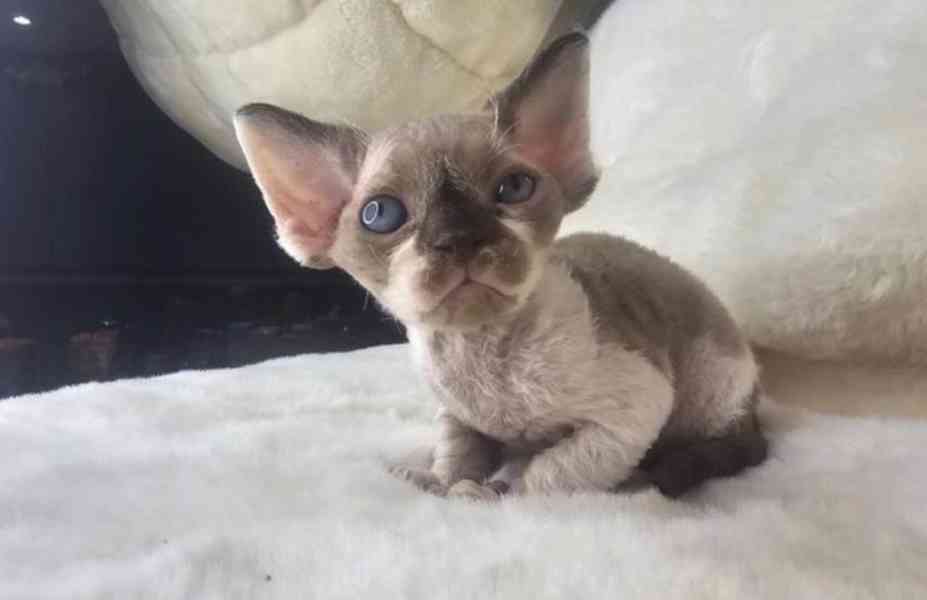 Koťátka Devon Rex - foto 4